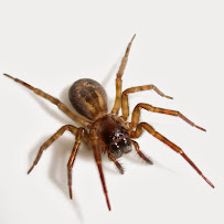 Willard Exterminating - Photo 1 - Car repair in , Philadelphia