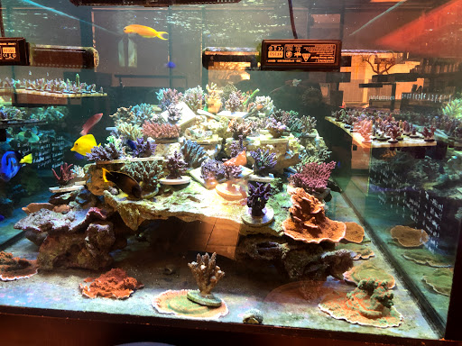 Tropical Fish Store «OceanLife Aquariums», reviews and photos, 5475 West Loop S, Houston, TX 77081, USA