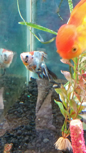 Pet Store «Liberty Agway Pet Center», reviews and photos, 11 Bon Jovi Ln, Liberty, NY 12754, USA