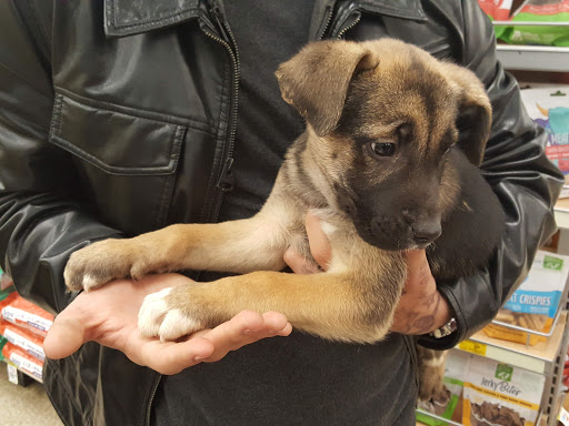 Pet Supply Store «PetSmart», reviews and photos, 11833 Dallas Pkwy, Frisco, TX 75033, USA