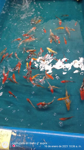 Pet Supply Store «Global Aquatics & Pet Supplies», reviews and photos, 1420 S Carlos Ave, Ontario, CA 91761, USA