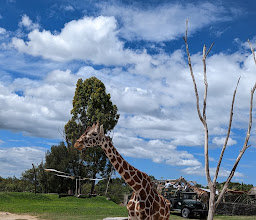 Africam Safari photo