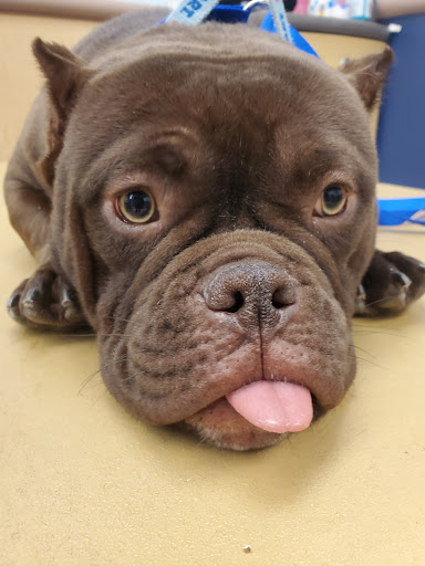 Pet Supply Store «PetSmart», reviews and photos, 2026 Lincoln Way E, Massillon, OH 44646, USA