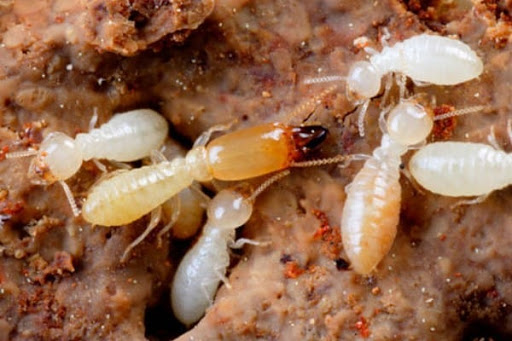 All In One Pest Control & Termites