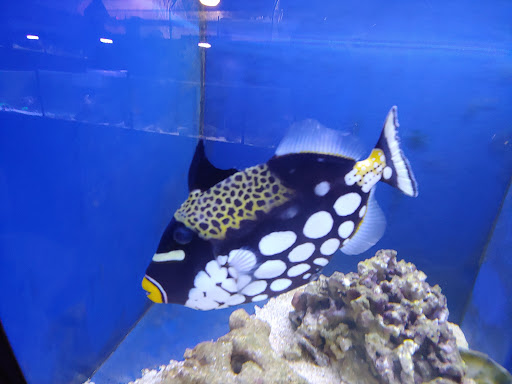 Tropical Fish Store «Marine Solutions», reviews and photos, 20 Triad S Dr, St Charles, MO 63304, USA