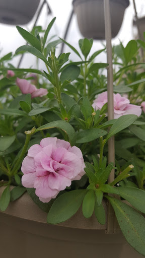 Garden Center «Town & Country Nurseries», reviews and photos, 1036 Saybrook Rd, Haddam, CT 06438, USA