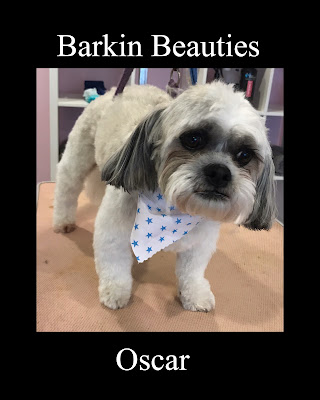 Barkin Beauties Dunmurry