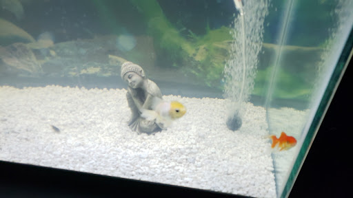 Pet Supply Store «Pet Supplies Plus», reviews and photos, 700 Boston Rd Suite 12b, Billerica, MA 01821, USA