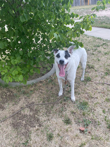 Park «Wildflower Park», reviews and photos, 980 Nolte Dr N, Colorado Springs, CO 80916, USA