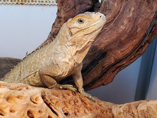 Aquarium «Tropical Treasures», reviews and photos, 3502 W Greenway Rd Suite 7, Phoenix, AZ 85053, USA