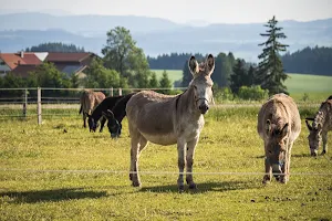 Eselhof Allinger image