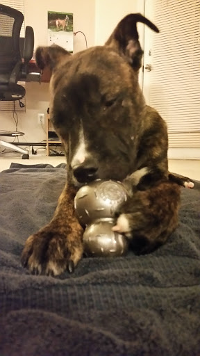 Pet Supply Store «Unleashed the Dog & Cat Store», reviews and photos, 7414 Creedmoor Rd, Raleigh, NC 27613, USA