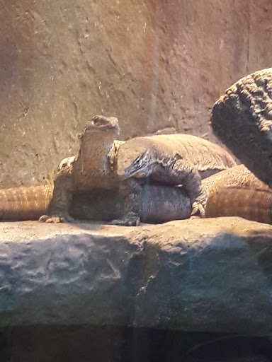 Pet Store «Lost Realms Pets», reviews and photos, 8059 N Cedar Ave, Fresno, CA 93720, USA