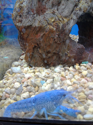 Pet Supply Store «Petco Animal Supplies», reviews and photos, 6020 Crawfordsville Rd, Speedway, IN 46224, USA