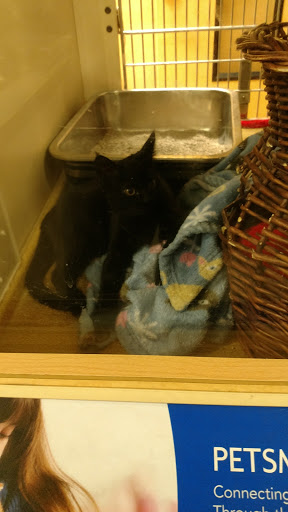 Pet Supply Store «PetSmart», reviews and photos, 10460 Town Center Dr, Westminster, CO 80021, USA