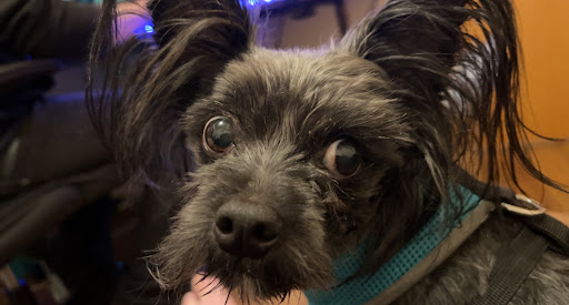 Pet Supply Store «Petco Animal Supplies», reviews and photos, 855 E Bidwell St, Folsom, CA 95630, USA