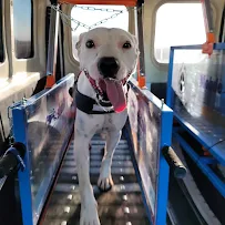 Mobile Dog Runners & Pet Care Solutions LLC - Car repair in , San Tan Valley - Rated 0.0/5