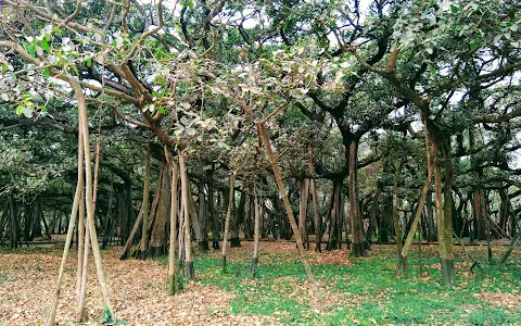 The Great Banyan Tree image