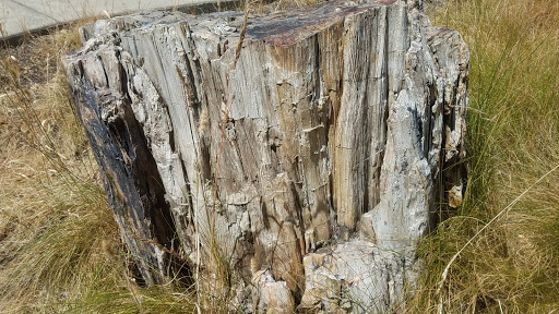 National Forest «Petrified Forest», reviews and photos