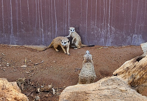 Zoo «The Living Desert Zoo & Gardens», reviews and photos, 47900 Portola Ave, Palm Desert, CA 92260, USA