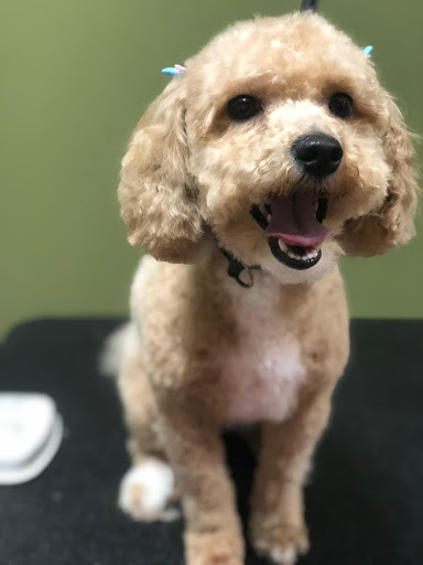 Pet Supply Store «EarthWise Pet Supply», reviews and photos, 3300 Hamilton Mill Rd #103, Buford, GA 30519, USA