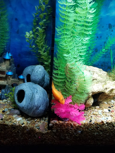 Pet Supply Store «Petco Animal Supplies», reviews and photos, 1255 Raritan Rd #140, Clark, NJ 07066, USA