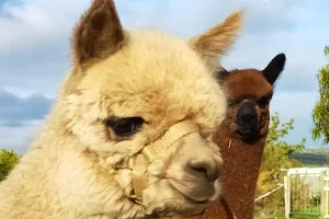 Alpaca Farm Tours with Toffeemont image