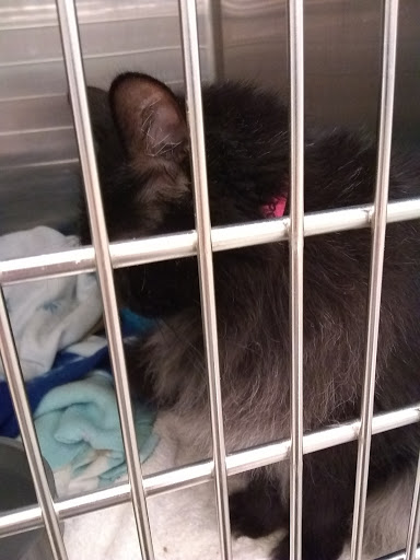 Pet Supply Store «PetSmart», reviews and photos, 4550 W Lake Mary Blvd, Lake Mary, FL 32746, USA