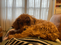 Crazy About Pets - Photo 6 - Car repair in Springville, UT, Provo