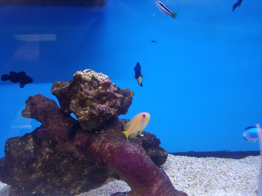 Tropical Fish Store «OceanLife Aquariums», reviews and photos, 5475 West Loop S, Houston, TX 77081, USA