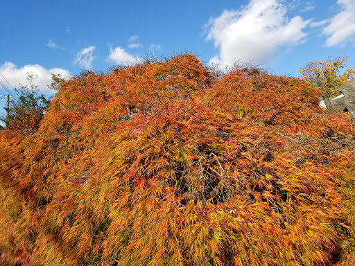 Art Museum «The Kreeger Museum», reviews and photos, 2401 Foxhall Rd NW, Washington, DC 20007, USA