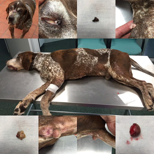 Clínica Veterinaria Arxiduc en Palma