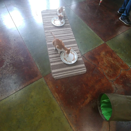 Pet Supply Store «Cat Shoppe & Dog Store», reviews and photos, 2824 Bransford Ave, Nashville, TN 37204, USA