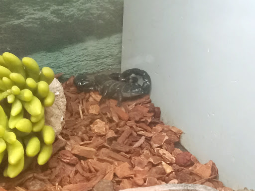 Pet Supply Store «Petco Animal Supplies», reviews and photos, 30697 US Hwy 19 N, Palm Harbor, FL 34684, USA