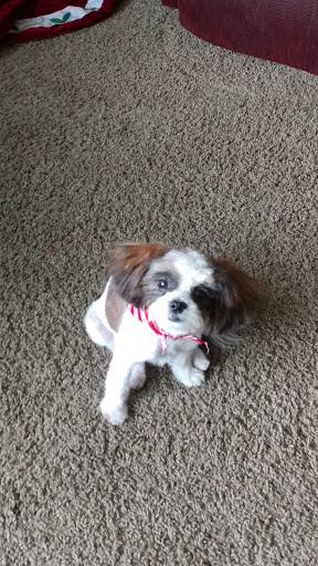 Pet Groomer «B-I-S Pet Grooming», reviews and photos, 5670 Main St, Springfield, OR 97478, USA