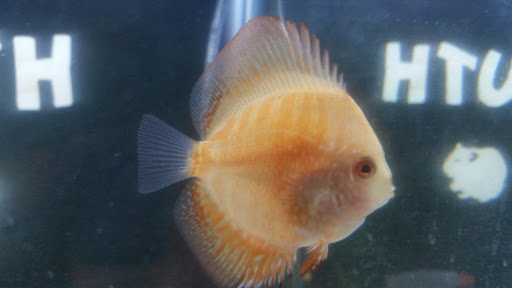 Pet Store «Plattsmouth Pets», reviews and photos, 430 Main St, Plattsmouth, NE 68048, USA