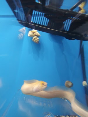 Aquarium shop - photo 57