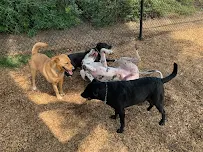 Live Love Pet Walking - Car repair in Dana Point, CA, Mission Viejo - Rated 5.0/5