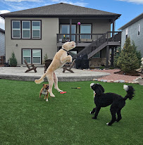 Debi's Dogs - Photo 1 - Car repair in Colorado Springs, CO, Colorado Springs