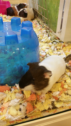 Pet Supply Store «PetSmart», reviews and photos, 2861 Veterans Memorial Pkwy, St Charles, MO 63303, USA