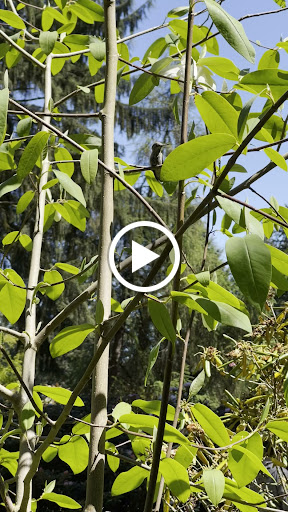 Botanical Garden «Rhododendron Species Botanical Garden», reviews and photos, 2525 S 336th St, Federal Way, WA 98003, USA