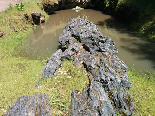 National Forest «Petrified Forest», reviews and photos