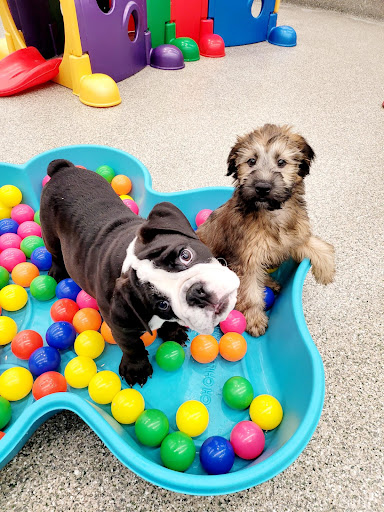 Pet Store «Animal Kingdom», reviews and photos, 4500 N Oracle Rd #254, Tucson, AZ 85705, USA