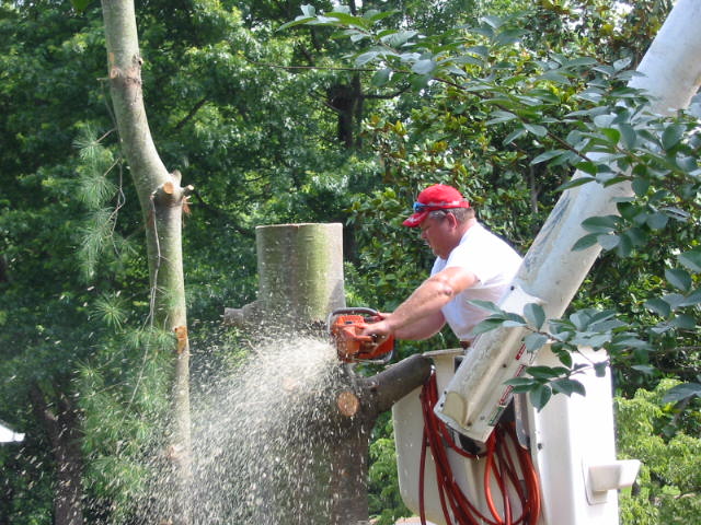 Tim Corbins Tree Service