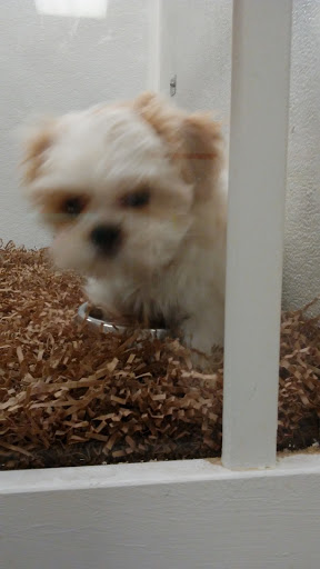 Pet Store «Puppy City», reviews and photos, 3343 Valley Pike, Winchester, VA 22602, USA
