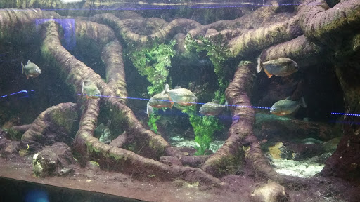 Zoo «Memphis Zoo», reviews and photos, 2000 Prentiss Pl, Memphis, TN 38112, USA