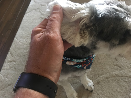 Pet Groomer «Woof Gang Bakery Rockwall», reviews and photos, 832 Steger Towne Rd, Rockwall, TX 75032, USA