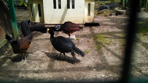 Zoo «Lupa Zoo», reviews and photos, 62 Nash Hill Rd, Ludlow, MA 01056, USA