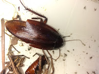 Texas Exterminators - Photo 2 - Car repair in Houston, TX, Houston