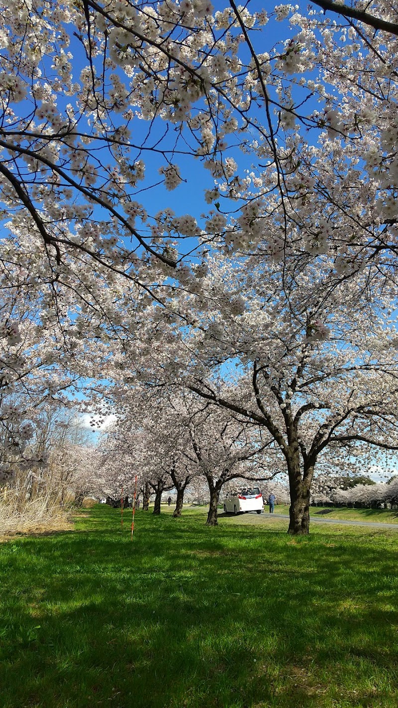 こだま千本桜